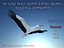 MODELLO BASSO POLY WHITE STORK 3D COMPLETAMENTE STAGIONATO E ANIMATO