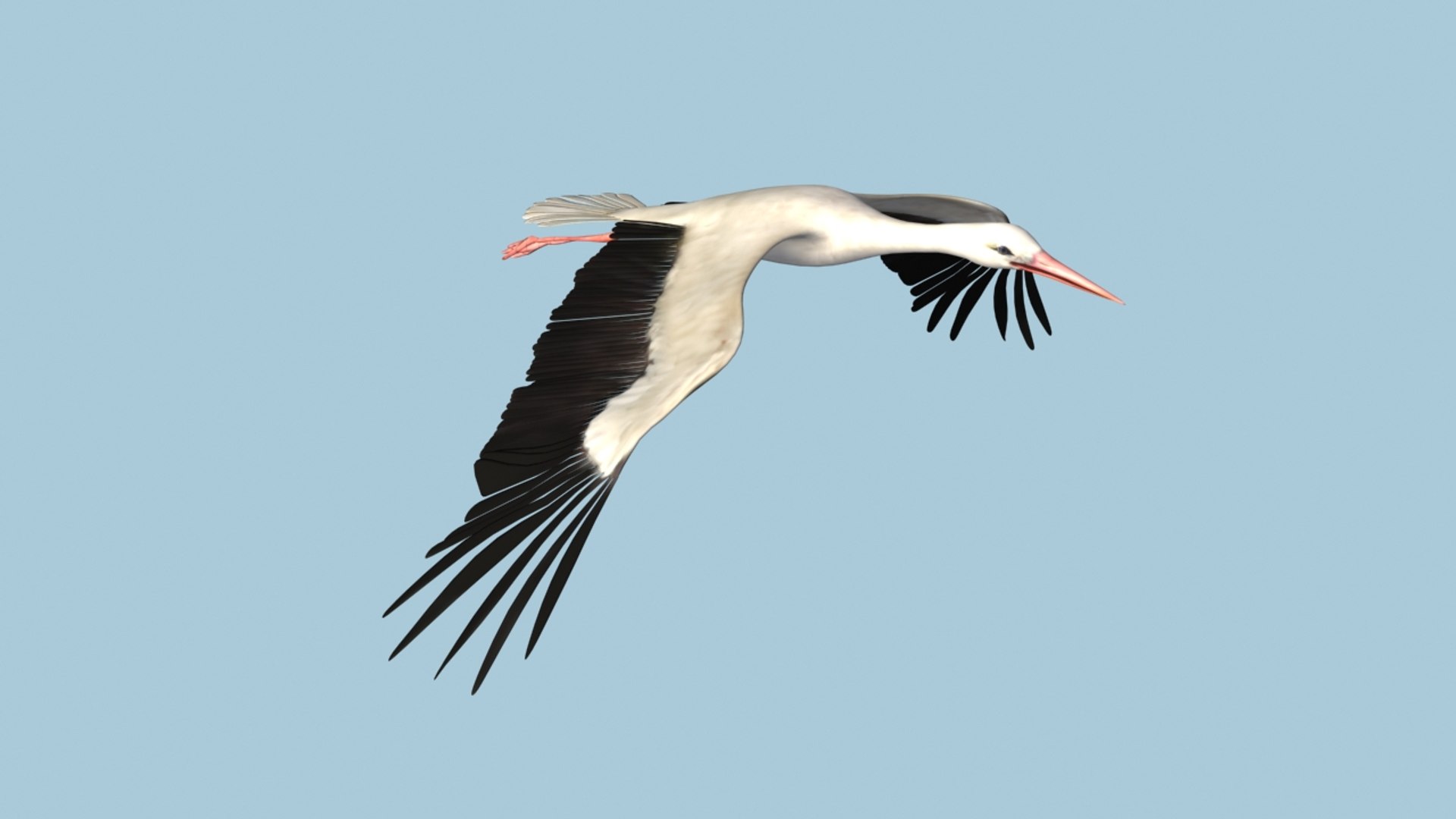 white stork rigged animation flying max https://p.turbosquid.com/ts-thumb/vC/HmOIyl/3sDZsqjx/8/jpg/1400747534/1920x1080/fit_q87/4fa5b7d9365950a5d749a4286a5fe8c70b956462/8.jpg
