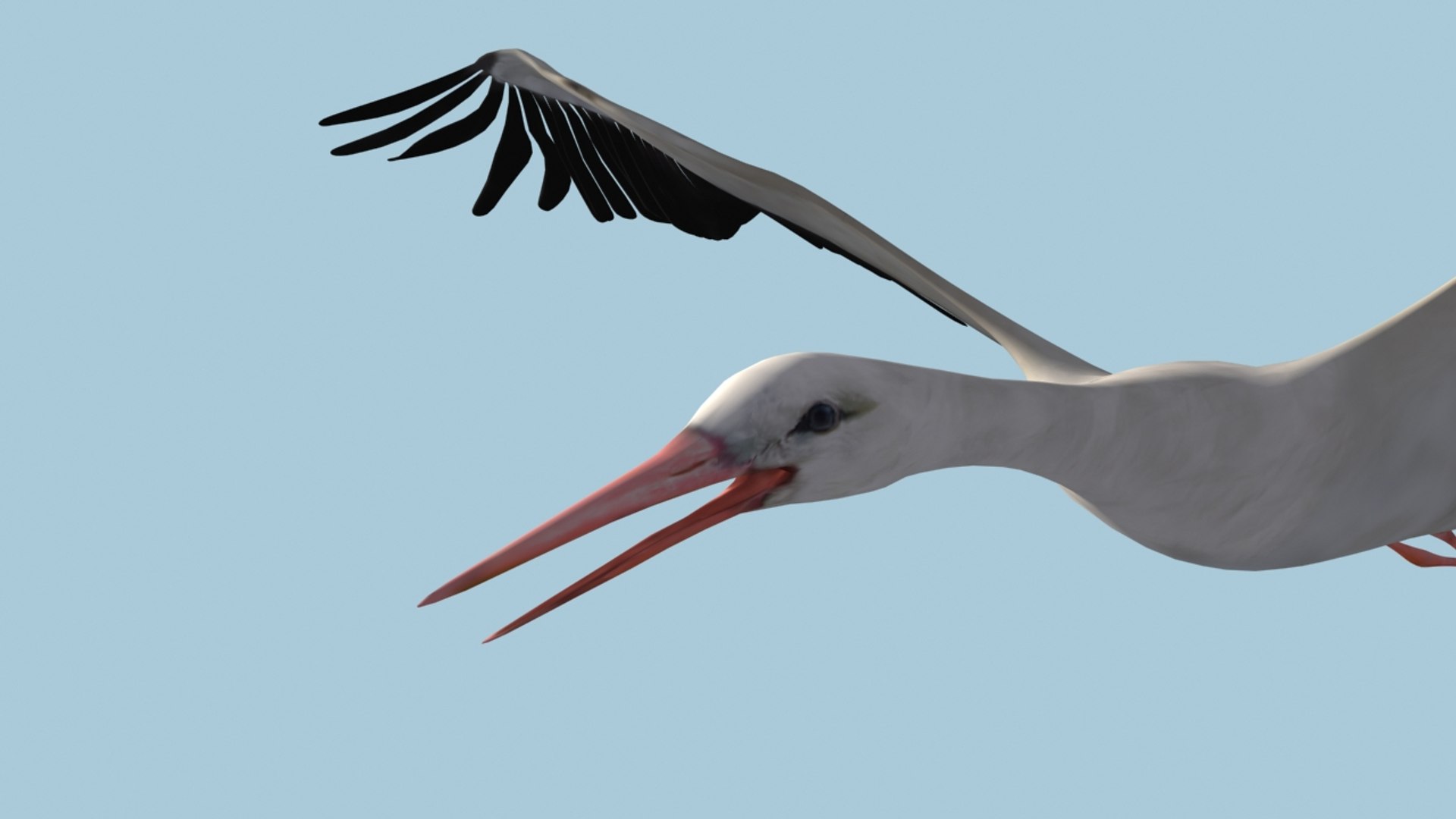 white stork rigged animation flying max https://p.turbosquid.com/ts-thumb/vC/HmOIyl/CQMb83RP/6/jpg/1400747534/1920x1080/fit_q87/acabe9fe0a283f55d20168d0a0f39284c66f3a9a/6.jpg