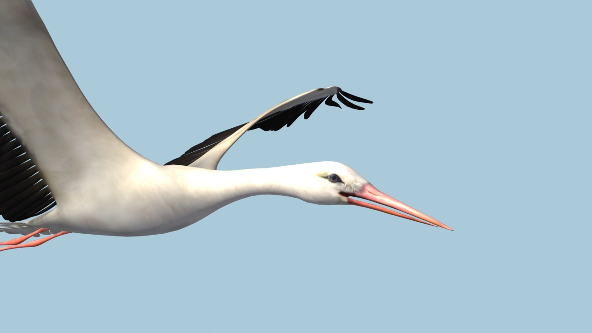 white stork rigged animation flying max https://p.turbosquid.com/ts-thumb/vC/HmOIyl/GNRtbHEP/3/jpg/1400747534/1920x1080/fit_q87/e04a53b43d63d7b7e138e2429493cea57fd4f066/3.jpg