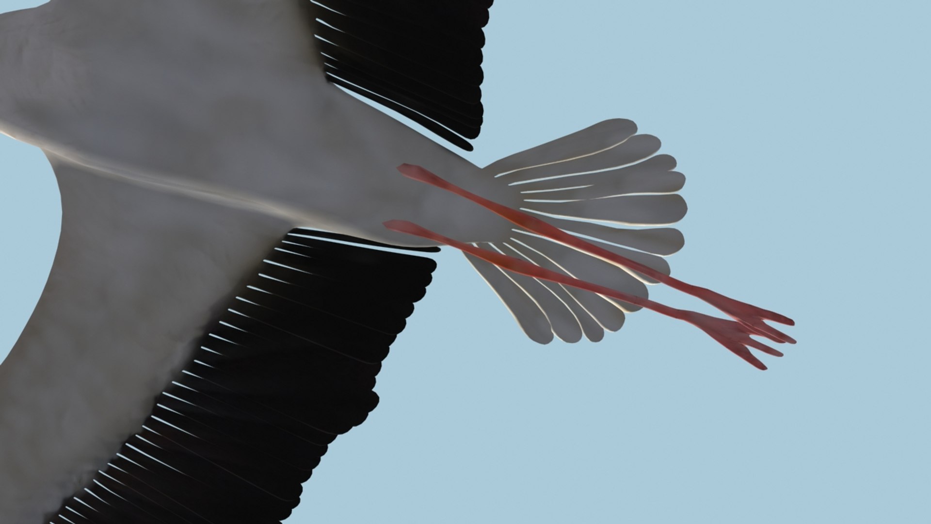 white stork rigged animation flying max https://p.turbosquid.com/ts-thumb/vC/HmOIyl/HdeqNoez/9/jpg/1400747534/1920x1080/fit_q87/b0417c1523ea0f4374d8e5ffc2c8bf22a1a61e7b/9.jpg