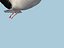MODELLO BASSO POLY WHITE STORK 3D COMPLETAMENTE STAGIONATO E ANIMATO