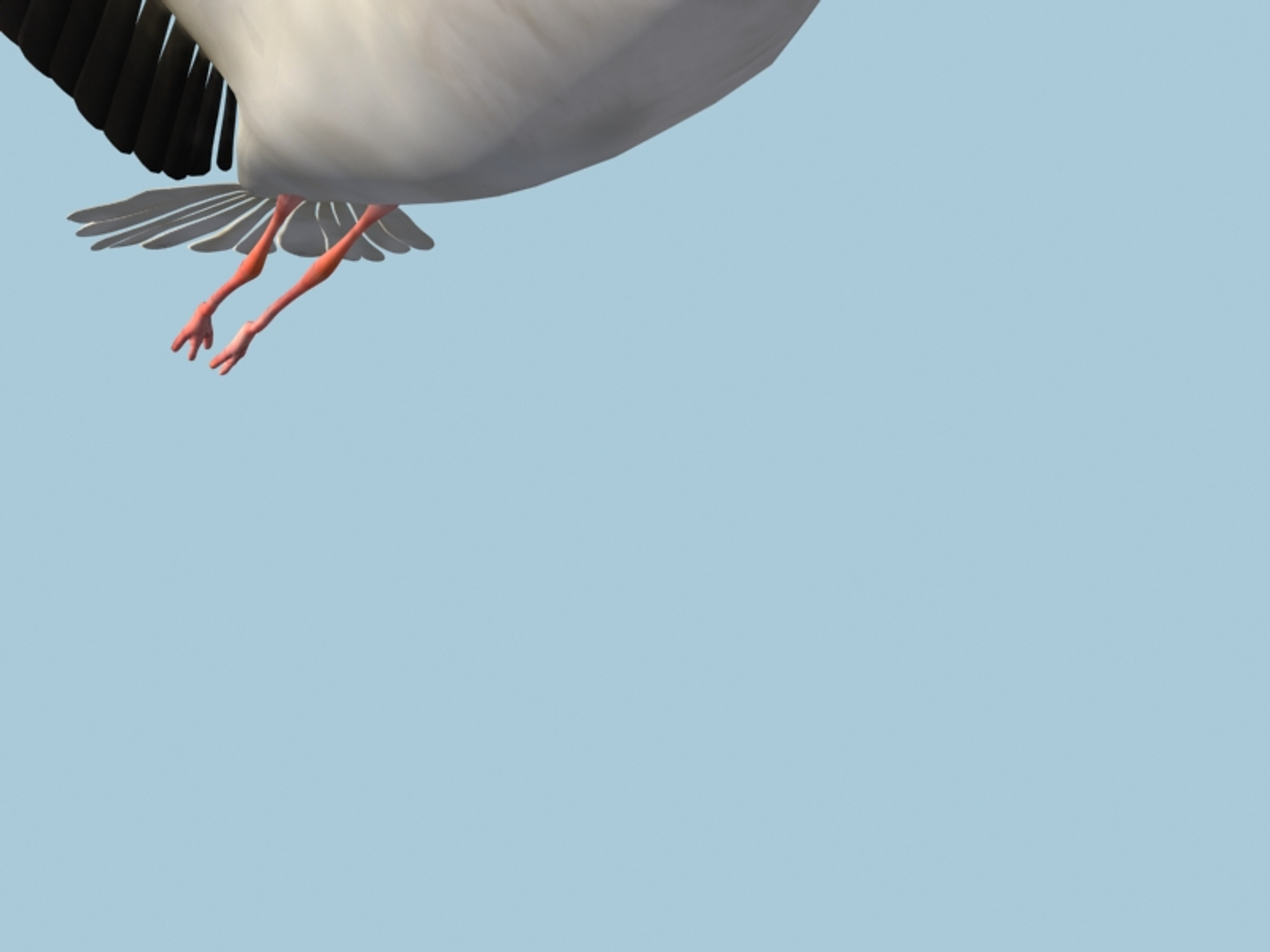 white stork rigged animation flying max https://p.turbosquid.com/ts-thumb/vC/HmOIyl/JY066ifl/turn/jpg/1400748975/1920x1080/turn_fit_q99/4d68df027d987bd1899b7f6b08db8df15e315085/turn-1.jpg
