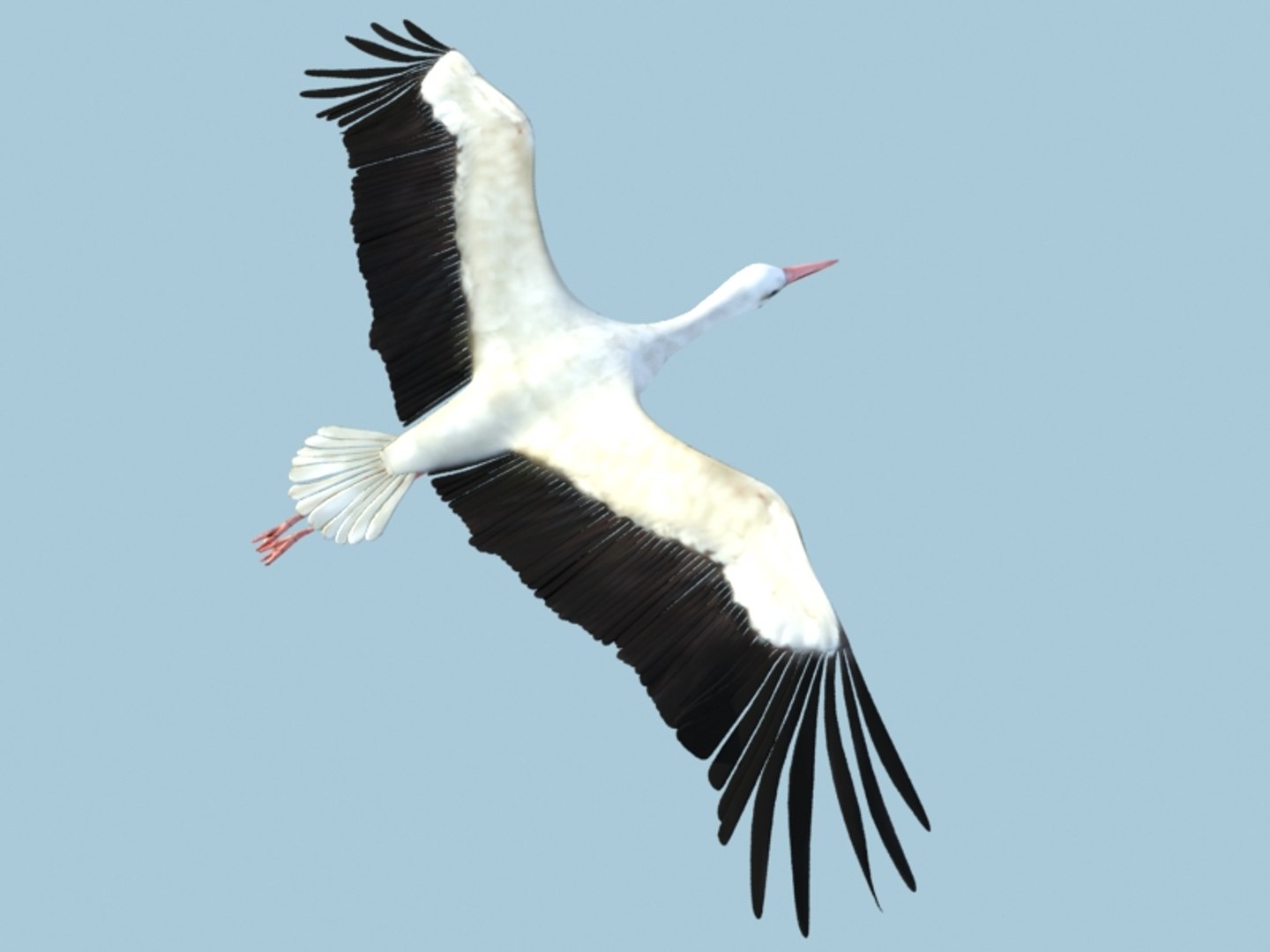 white stork rigged animation flying max https://p.turbosquid.com/ts-thumb/vC/HmOIyl/KDuPzIYI/14/jpg/1400747535/1920x1080/fit_q87/dc9ff292603871d99cb302c637f437d6d684b24a/14.jpg