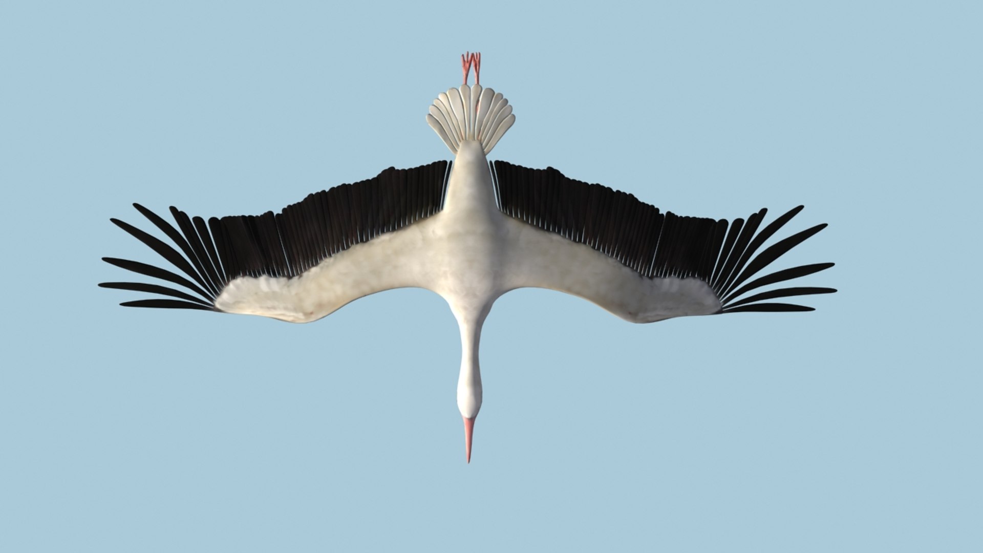 white stork rigged animation flying max https://p.turbosquid.com/ts-thumb/vC/HmOIyl/RGdUp0GO/4/jpg/1400747534/1920x1080/fit_q87/29daaed18e87c5d8879469199c04bed8c2bf4659/4.jpg