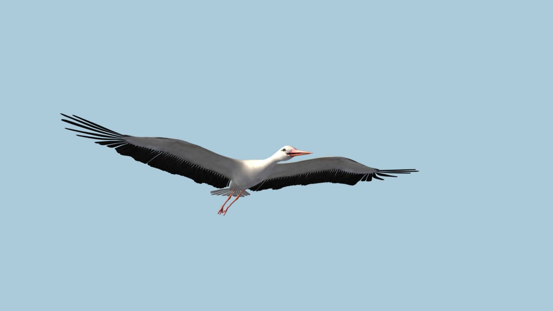 white stork rigged animation flying max https://p.turbosquid.com/ts-thumb/vC/HmOIyl/X2h6PFKY/1/jpg/1400747534/1920x1080/fit_q87/67be21db23f6c7e3c93cd70adf23c4974bd9bbe3/1.jpg
