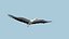 white stork rigged animation flying max