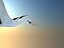 MODELLO BASSO POLY WHITE STORK 3D COMPLETAMENTE STAGIONATO E ANIMATO