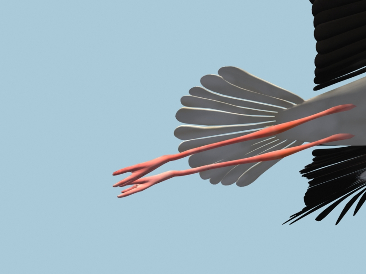 white stork rigged animation flying max https://p.turbosquid.com/ts-thumb/vC/HmOIyl/vkzoONv1/turn/jpg/1400748752/1920x1080/turn_fit_q99/b2006e4ab7e8c631fab9433664c8e05c2ab307d7/turn-1.jpg