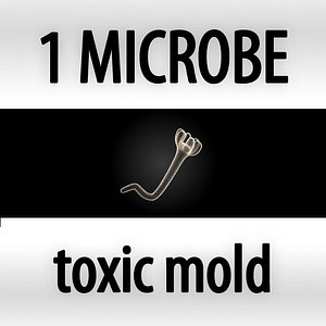 toxic mold - stachybotrys chartarum