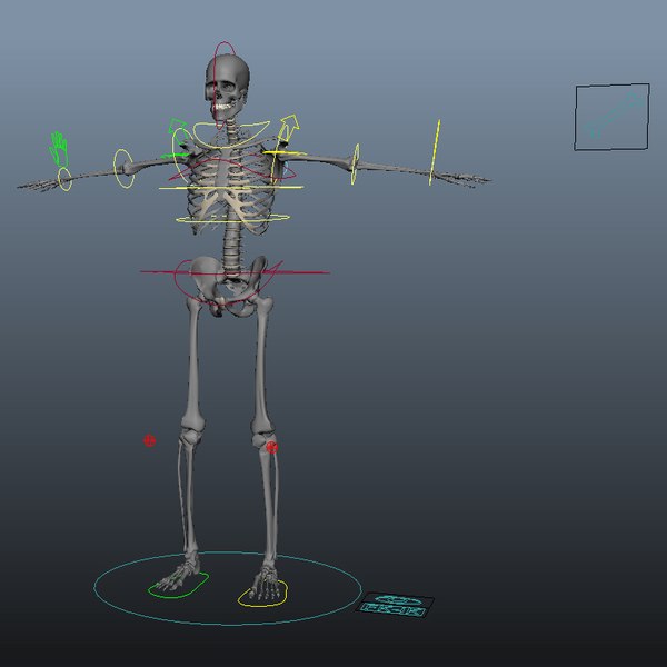 ma human rigged