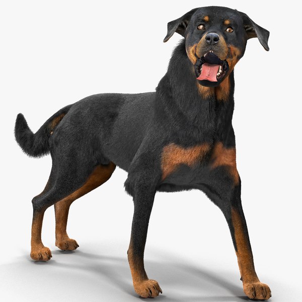 is the rottweiler legal in cayman islands