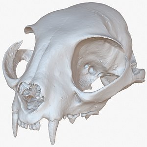 cat skull 1m raw 3D