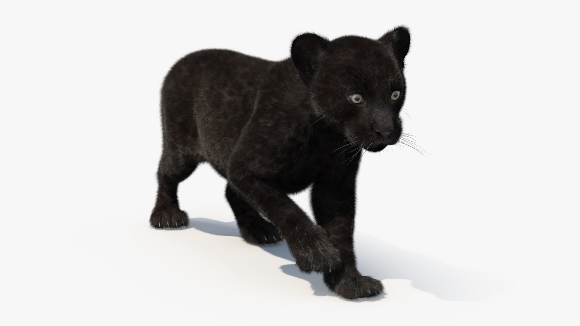 Panther Cub Wary Pose Fur 3D model preview