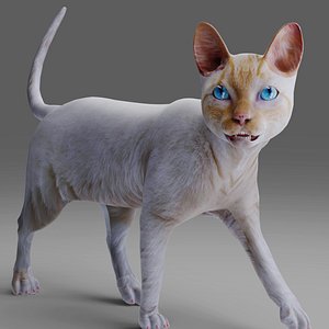 Cat White Rigged and Animated 3D model