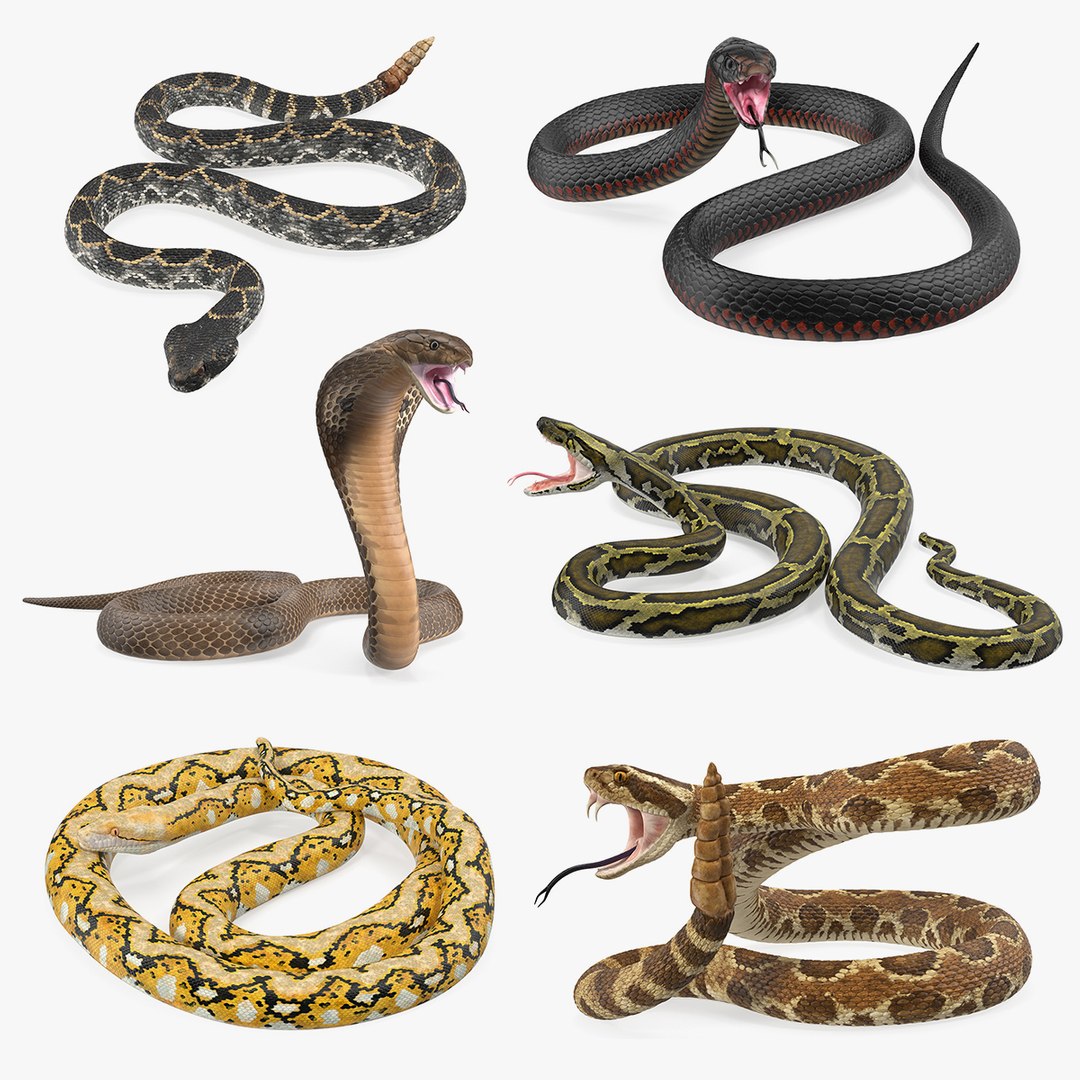 Snakes Collection 4 3D model preview