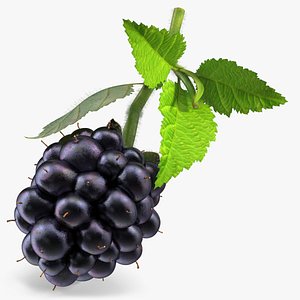 Realistic Blackberry with Leaves with Fur 3D