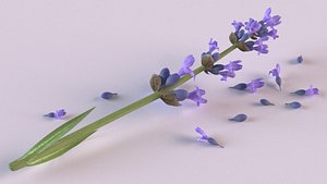 3D lavender flowers spices