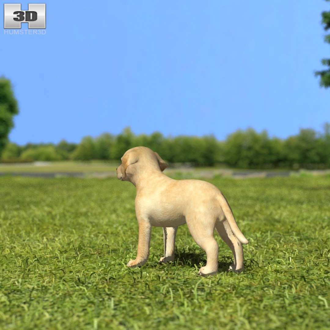 3D labrador retriever puppy - TurboSquid 1247552