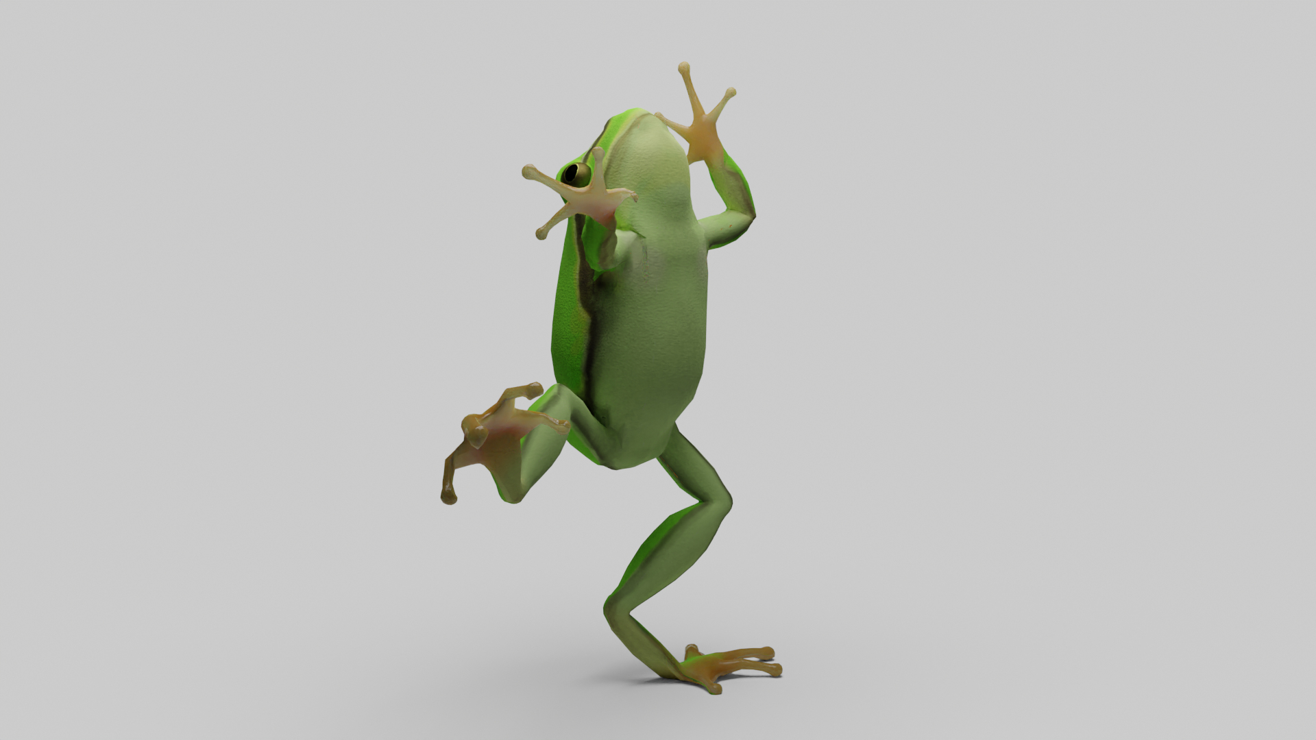 3D Rana Frog Hyla Eximia - TurboSquid 1946794