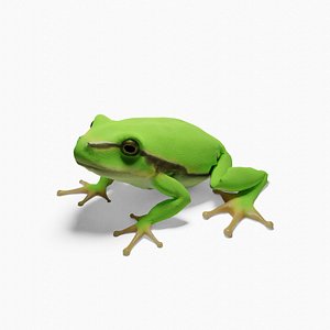 Rana Frog Hyla Eximia