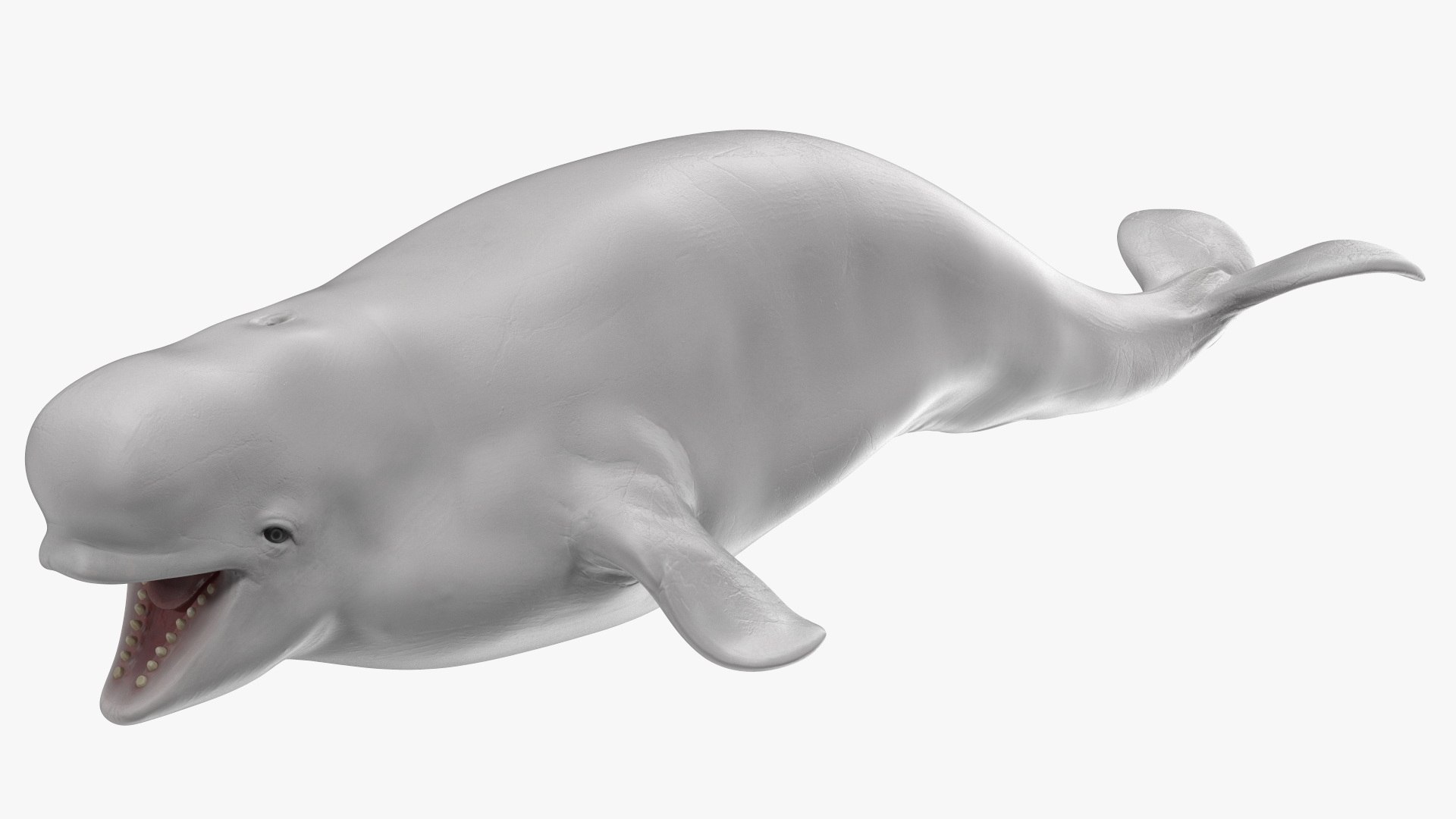3D Beluga Whale Young https://p.turbosquid.com/ts-thumb/vD/R40tFV/0s/belugawhaleyoung3dsmodel010/jpg/1676378899/1920x1080/fit_q87/fe9653e3cc1307f8eafeedcd600f02be9a1e7d29/belugawhaleyoung3dsmodel010.jpg