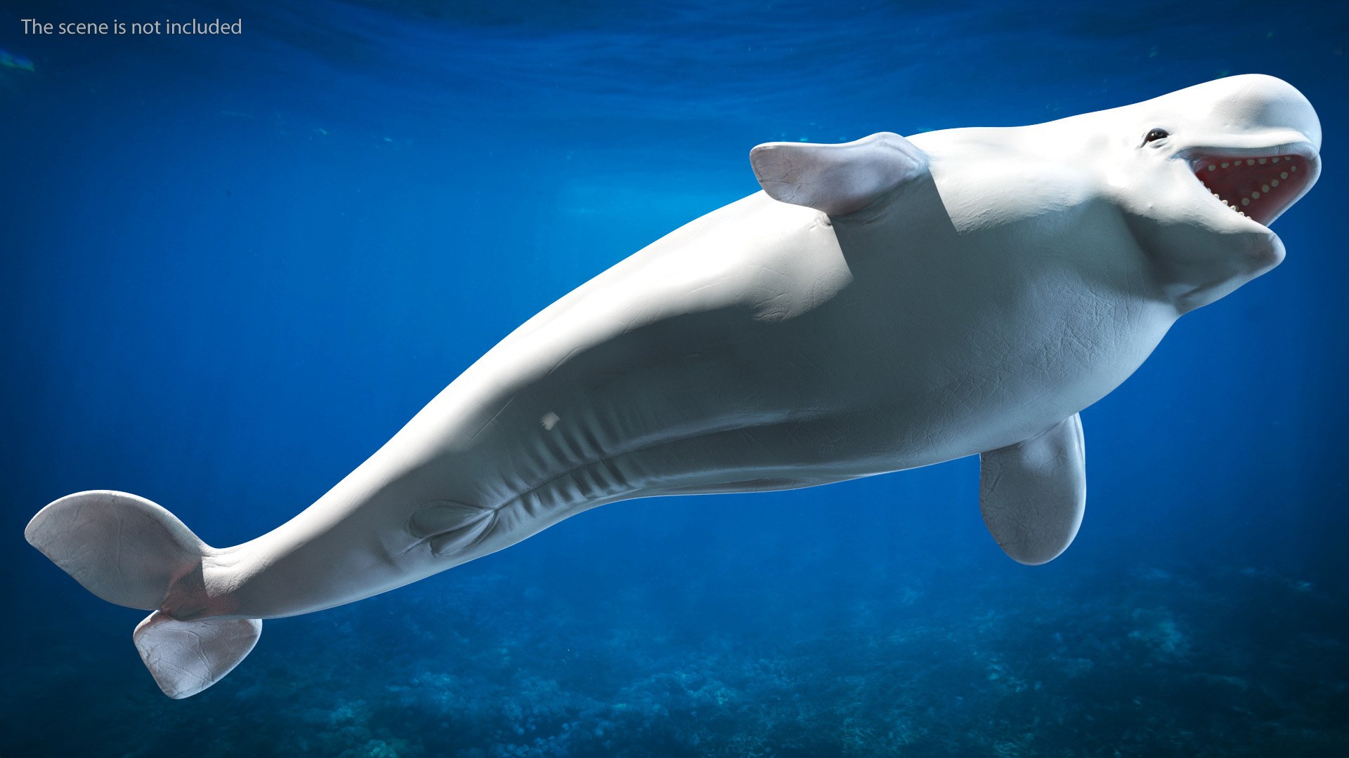 3D Beluga Whale Young https://p.turbosquid.com/ts-thumb/vD/R40tFV/78/belugawhaleyoung3dsmodel005/jpg/1676378886/1920x1080/fit_q87/817acca5e86b26a77dd5c01b32ac87a227bbbaba/belugawhaleyoung3dsmodel005.jpg