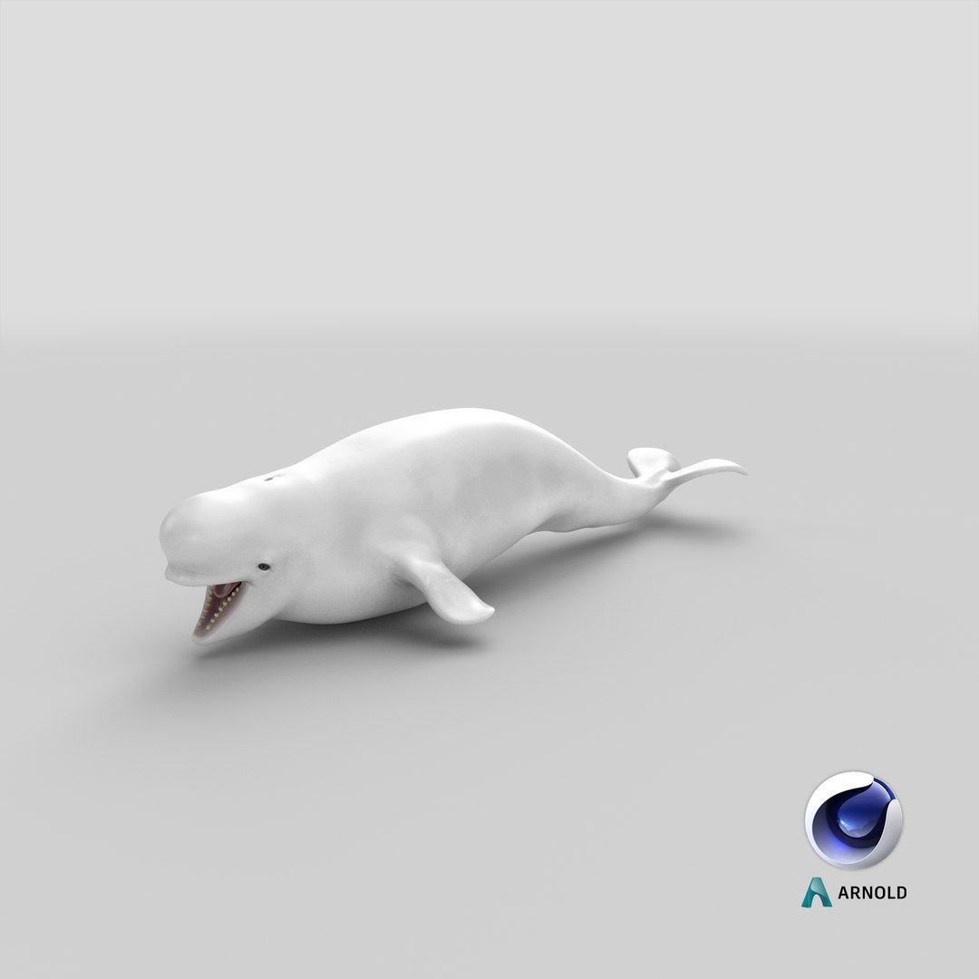 3D Beluga Whale Young https://p.turbosquid.com/ts-thumb/vD/R40tFV/Bw/stemcell_cinema_4d_arnold_render/png/1679581606/1920x1080/fit_q87/4b262b046926ebf68e98def6e652b6bda3fce5d9/stemcell_cinema_4d_arnold_render.jpg