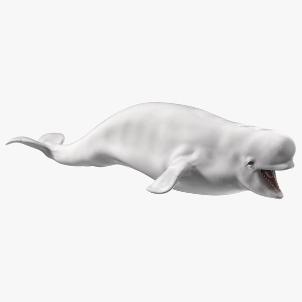 3D Beluga Whale Young