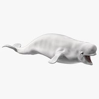 Beluga Whale Young