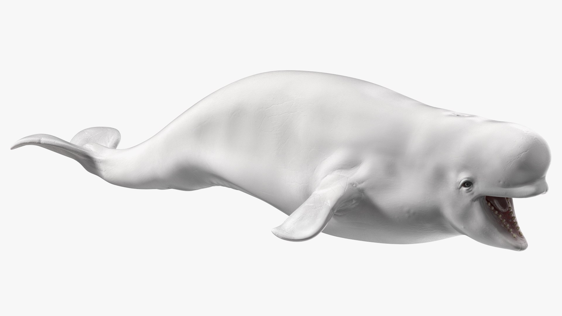 Beluga Whale Young 3D model preview