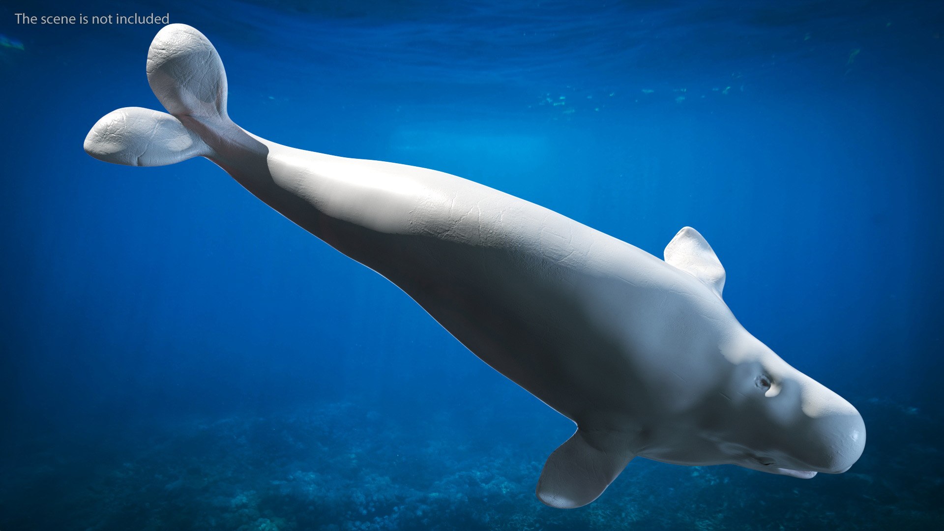 3D Beluga Whale Young https://p.turbosquid.com/ts-thumb/vD/R40tFV/ax/belugawhaleyoung3dsmodel004/jpg/1676378882/1920x1080/fit_q87/ea85b6096caff1e039cf1896cd8081e92cce41f0/belugawhaleyoung3dsmodel004.jpg