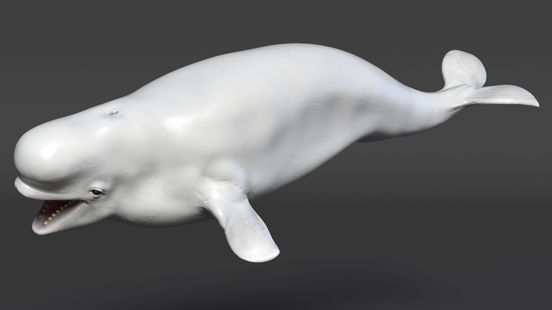 3D Beluga Whale Young https://p.turbosquid.com/ts-thumb/vD/R40tFV/sS/belugawhaleyoung3dsmodel009/jpg/1676378896/1920x1080/fit_q87/d7e53609ee7182d8907cb9579b67ea662c823271/belugawhaleyoung3dsmodel009.jpg