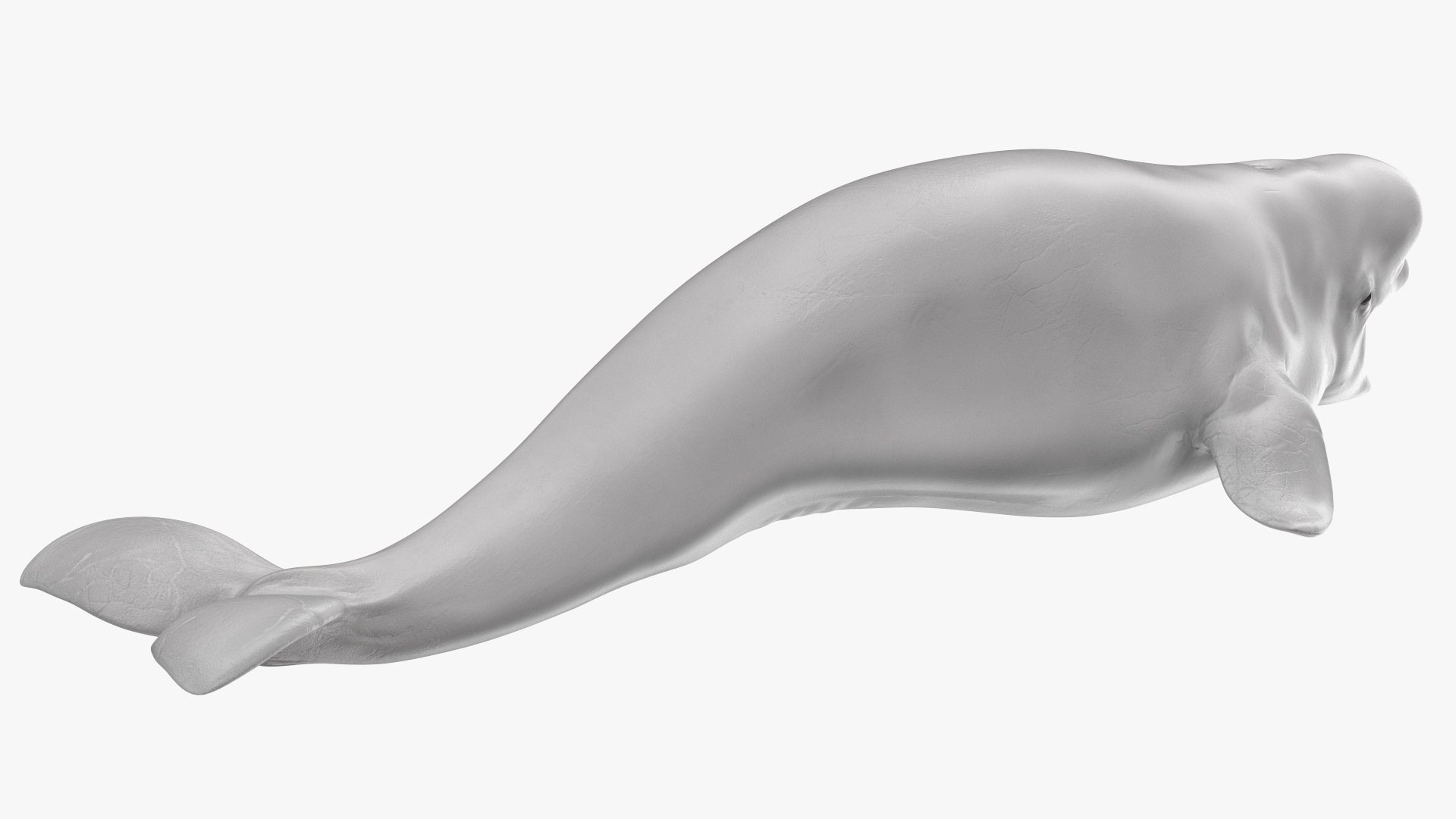 3D Beluga Whale Young https://p.turbosquid.com/ts-thumb/vD/R40tFV/xu/belugawhaleyoung3dsmodel013/jpg/1676378908/1920x1080/fit_q87/f981ef6850e835c2cf1b82d5be56f5ebce0b5d3a/belugawhaleyoung3dsmodel013.jpg