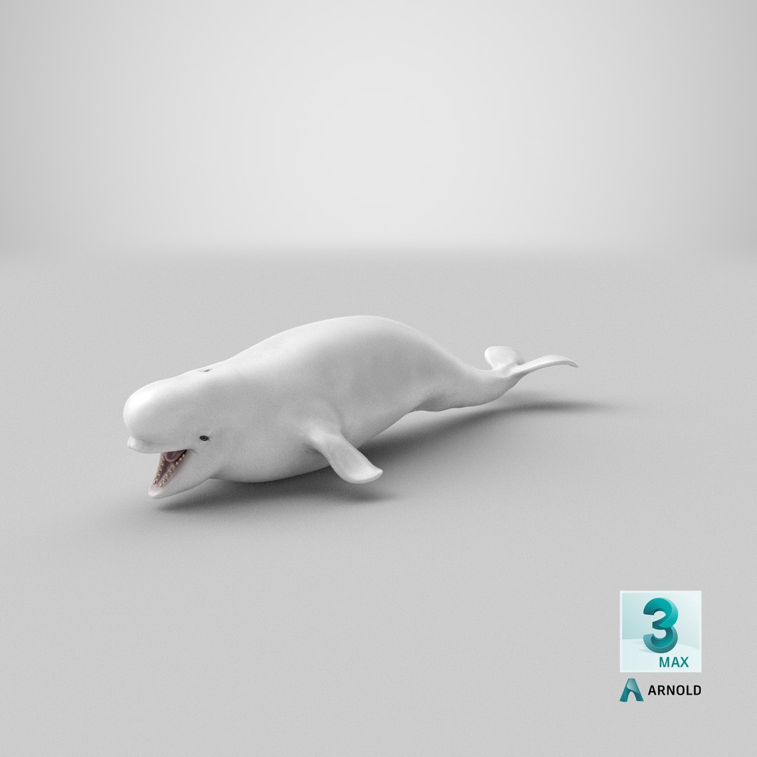 3D Beluga Whale Young https://p.turbosquid.com/ts-thumb/vD/R40tFV/y1/stemcell_max_arnold_render/png/1679581601/1920x1080/fit_q87/d6611a222f5ffec8b9abe57d943b7b535eae698c/stemcell_max_arnold_render.jpg