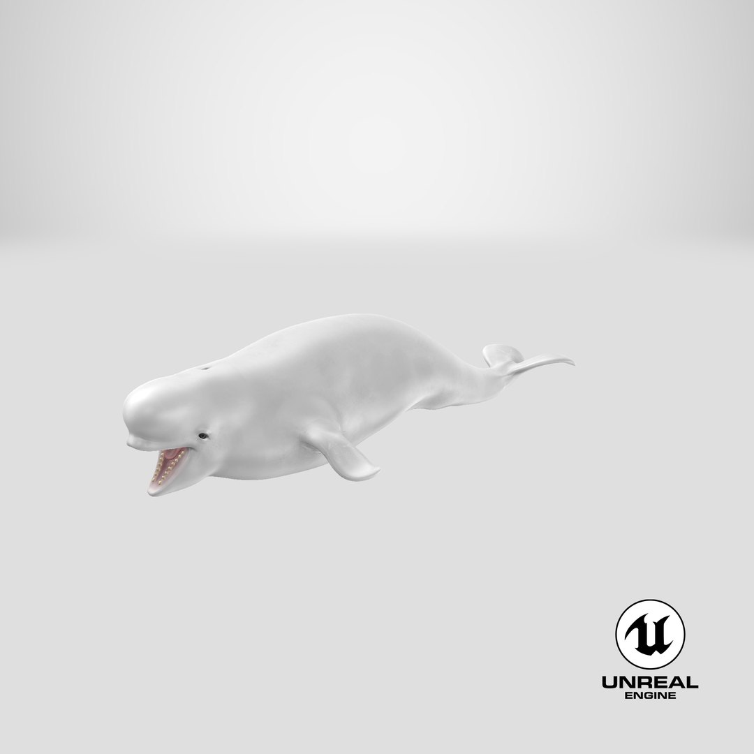 3D Beluga Whale Young https://p.turbosquid.com/ts-thumb/vD/R40tFV/zT/stemcell_unreal_render/png/1679581603/1920x1080/fit_q87/59a0af9aa5aa83b7c25d08c88b219db0755a2720/stemcell_unreal_render.jpg