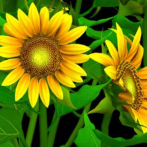 3D flower helianthus annuus