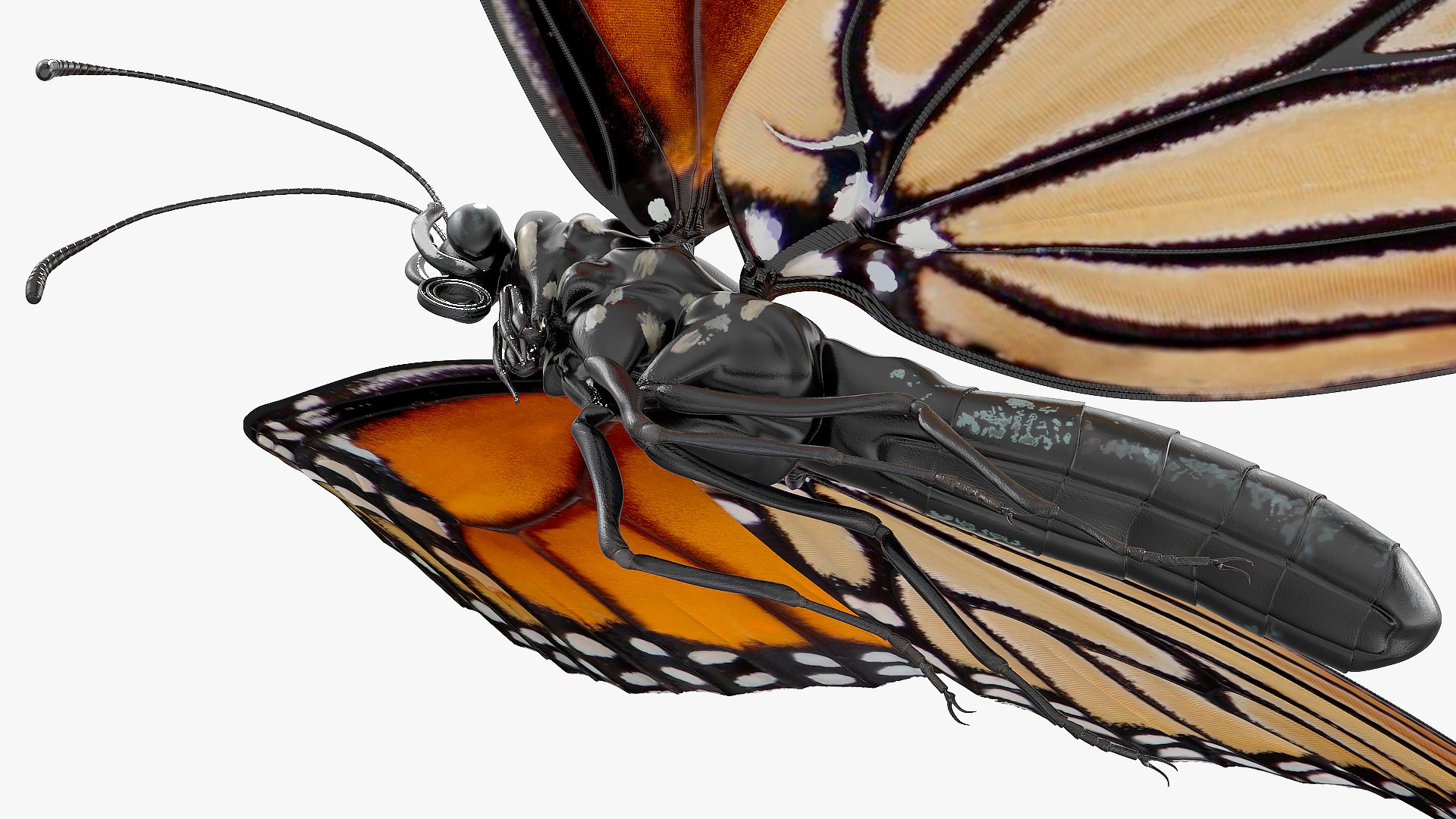 flight monarch butterfly flying 3D https://p.turbosquid.com/ts-thumb/vD/X4AoNh/4nZs18dp/animatedflightmonarchbutterflyriggedc4dmodel009/jpg/1573180783/1920x1080/fit_q87/d3d96391f9eeff50b4705dcb1272da8997c95fbe/animatedflightmonarchbutterflyriggedc4dmodel009.jpg