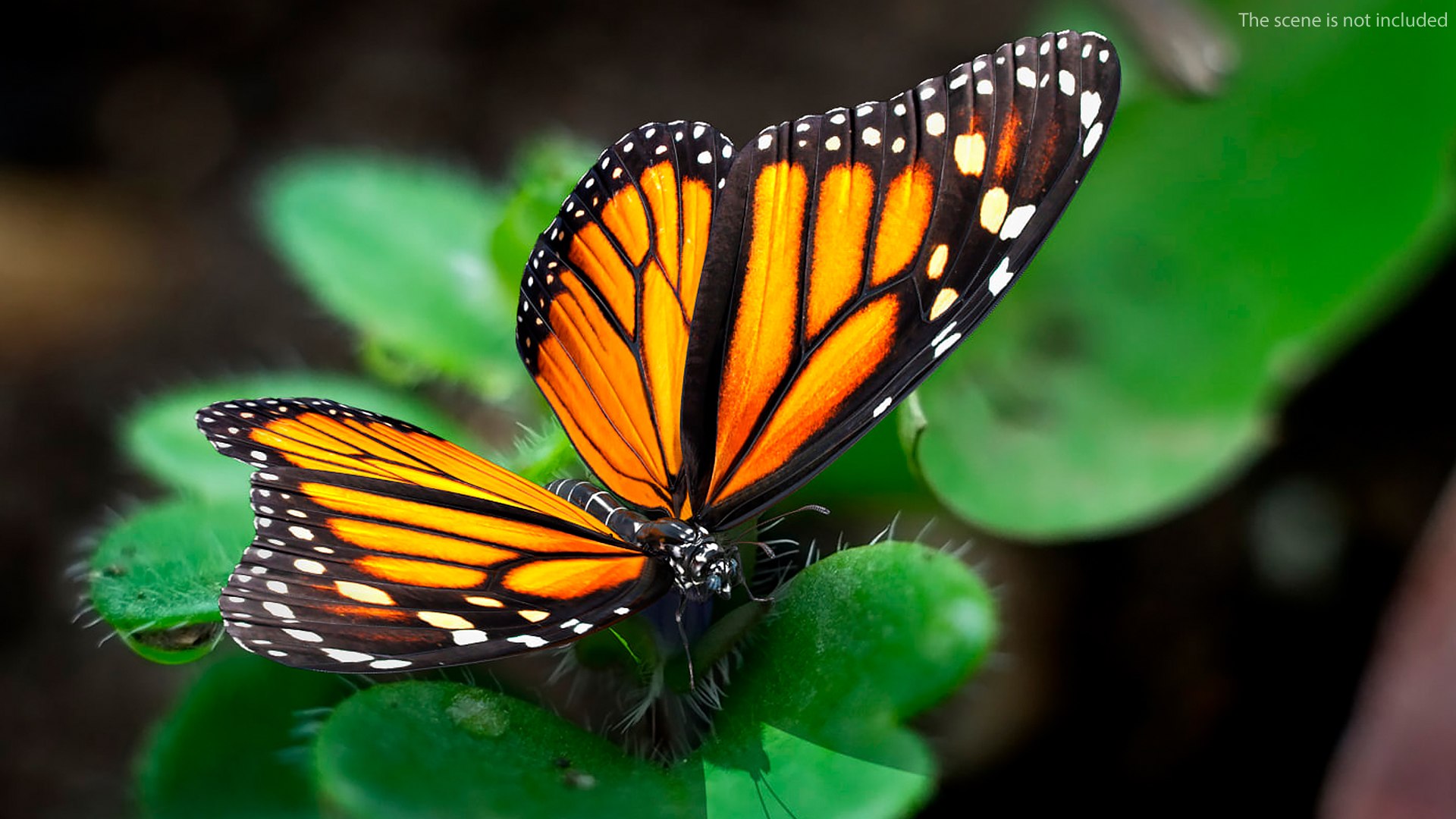 flight monarch butterfly flying 3D https://p.turbosquid.com/ts-thumb/vD/X4AoNh/S0R6hbbk/animatedflightmonarchbutterflyriggedc4dmodel003/jpg/1573180754/1920x1080/fit_q87/a20e6fff7a9372cb335bef6ed8a52ef58b564f0d/animatedflightmonarchbutterflyriggedc4dmodel003.jpg