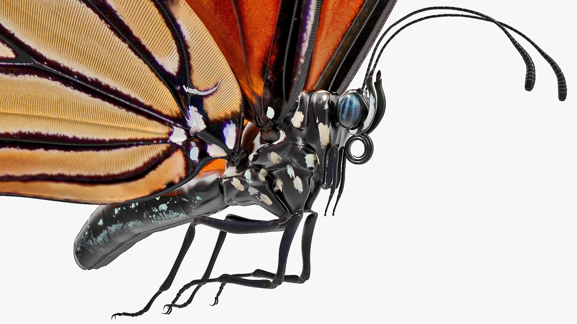 flight monarch butterfly flying 3D https://p.turbosquid.com/ts-thumb/vD/X4AoNh/Wo1EdlGK/animatedflightmonarchbutterflyriggedc4dmodel008/jpg/1573180778/1920x1080/fit_q87/caa07f7ceaa7eec19493114a36e76752e31718ed/animatedflightmonarchbutterflyriggedc4dmodel008.jpg