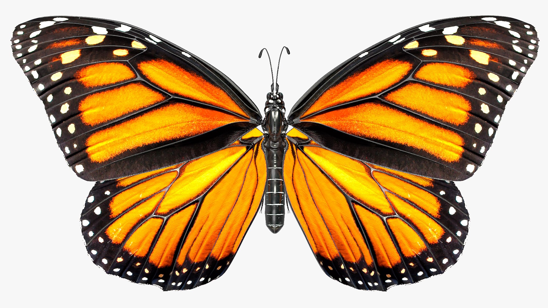 flight monarch butterfly flying 3D https://p.turbosquid.com/ts-thumb/vD/X4AoNh/cwVUxIma/animatedflightmonarchbutterflyriggedc4dmodel006/jpg/1573180768/1920x1080/fit_q87/65b667590cd6a3c57a37191931b292bcf9b32898/animatedflightmonarchbutterflyriggedc4dmodel006.jpg