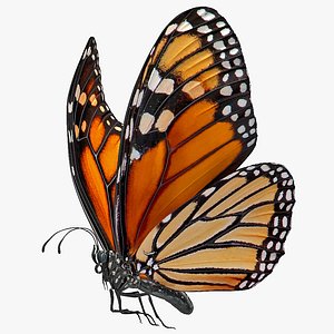 flight monarch butterfly flying 3D