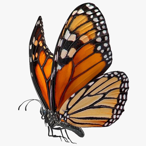 Flight monarch butterfly flying 3D - TurboSquid 1566653
