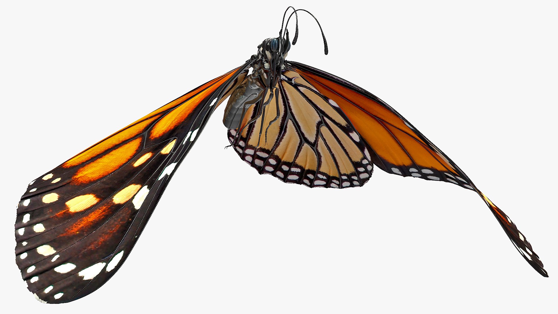 flight monarch butterfly flying 3D https://p.turbosquid.com/ts-thumb/vD/X4AoNh/tIizasyj/animatedflightmonarchbutterflyriggedc4dmodel007/jpg/1573180773/1920x1080/fit_q87/a4b58cdab77559d848de8026711e64b7b03f7e85/animatedflightmonarchbutterflyriggedc4dmodel007.jpg