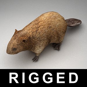 3d model rigged beaver