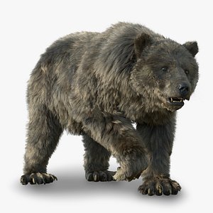 3D Grizzly Bear Animated  Houdini
