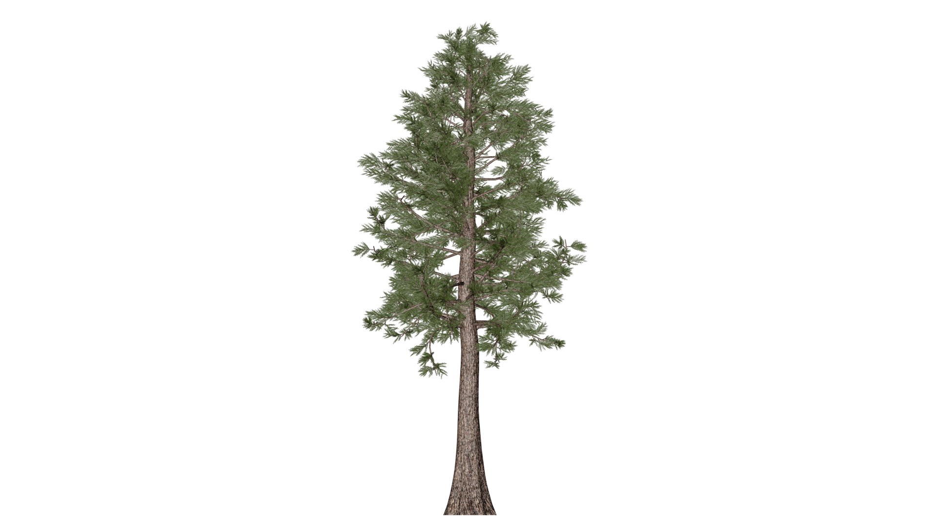 Western Red Cedar Tree - 09 - 3D Model - TurboSquid 2374162