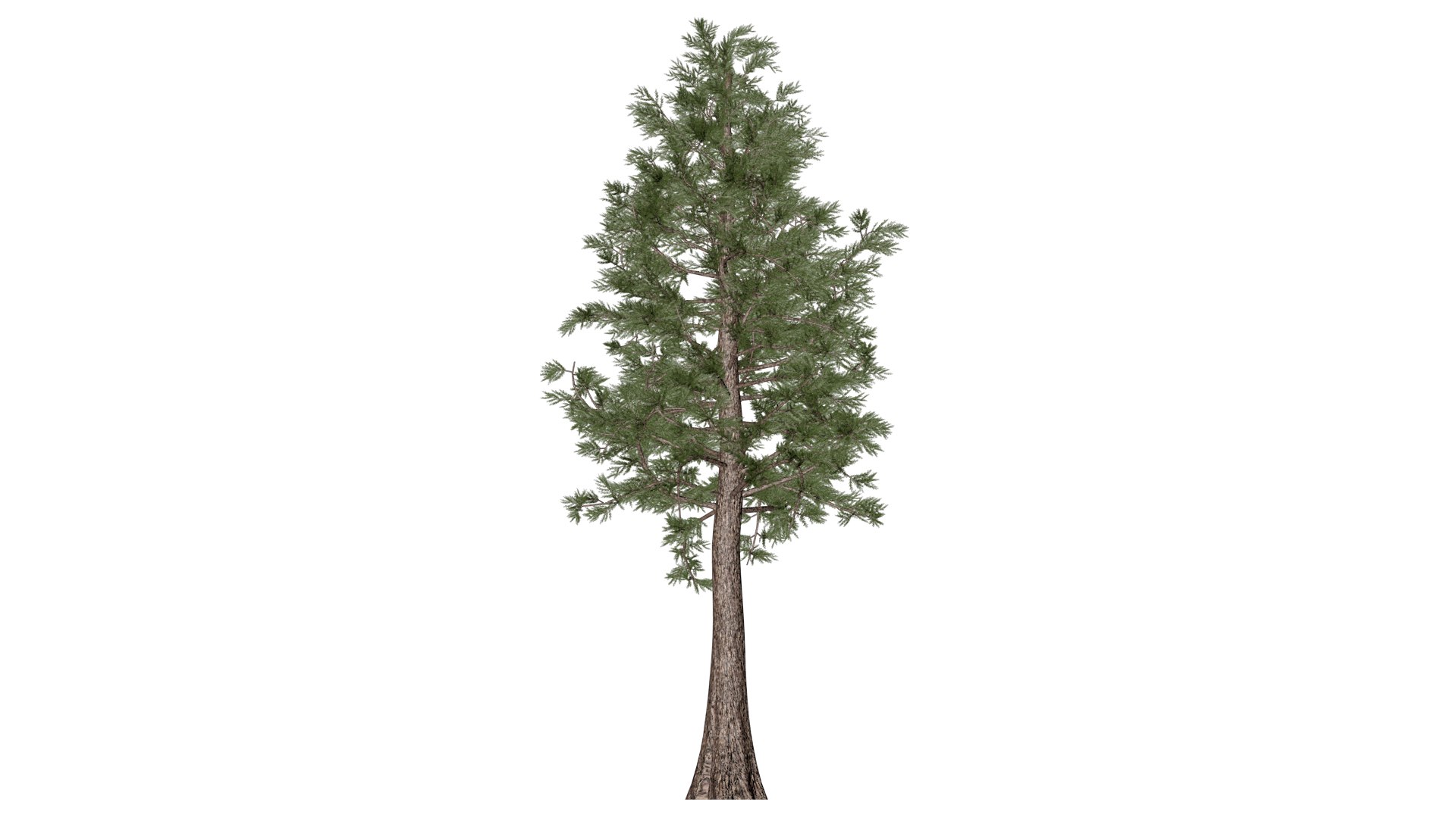 Western Red Cedar Tree - 09 - 3D Model - TurboSquid 2374162