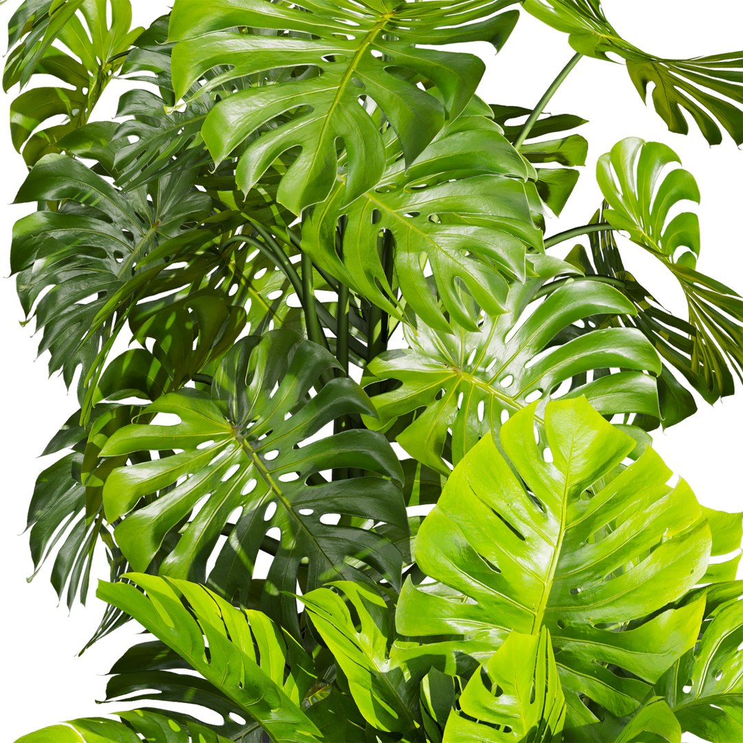plant vol 943 - monstera - pot - leaf 3D https://p.turbosquid.com/ts-thumb/vD/xSwNPs/rS/3/jpg/1784343714/1920x1080/fit_q87/93aa15c2e589e4aff4c35957571697c08b47f979/3.jpg