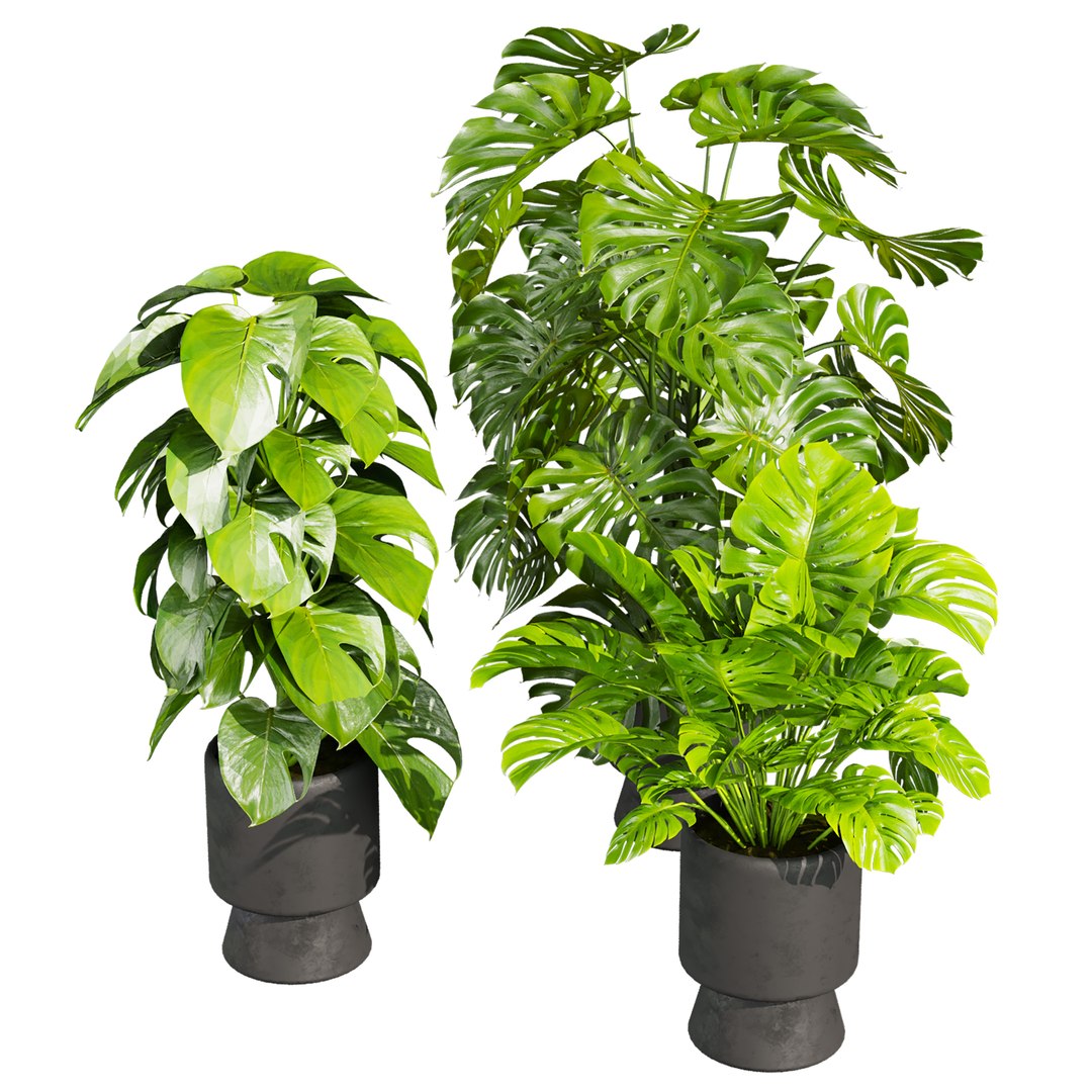 plant vol 943 - monstera - pot - leaf 3D https://p.turbosquid.com/ts-thumb/vD/xSwNPs/tU/2/jpg/1784343713/1920x1080/fit_q87/7ec78129baf16b2f8bfe135df3dd25b9d90896e0/2.jpg
